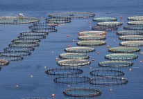 水產(chǎn)養(yǎng)殖APP開發(fā)功能介紹